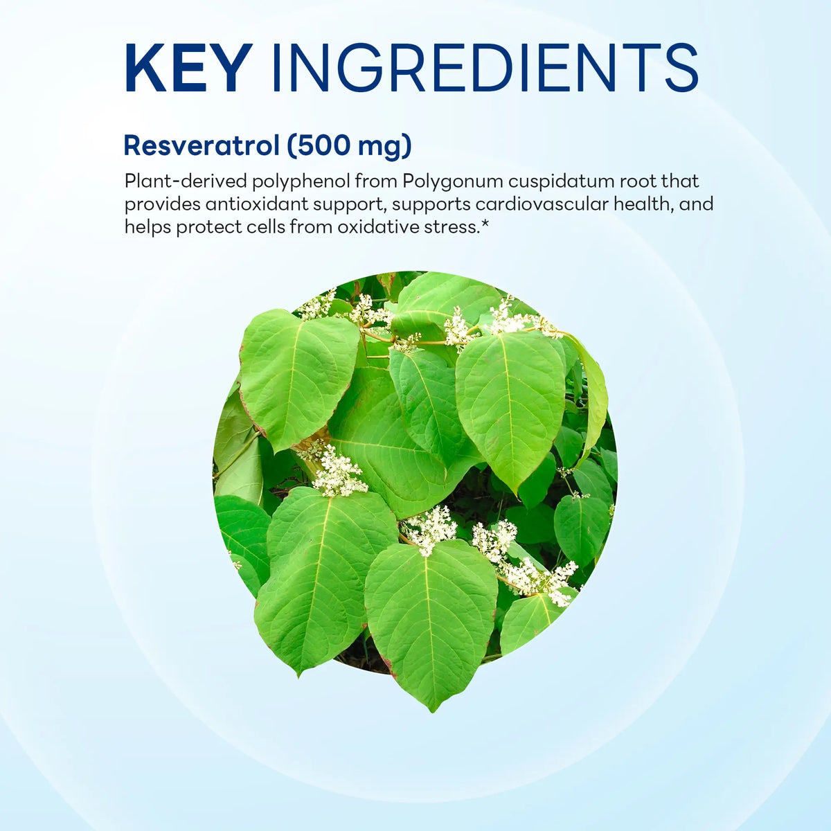 Resveratrol 500mg 60ct Capsules
